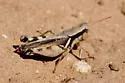 Glaucus-legged Spur-throat Grasshopper - photo 4