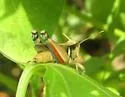 Glaucus-legged Spur-throat Grasshopper - photo 5