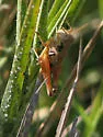 Slender-legged Grasshopper
