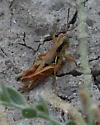 Slender-legged Grasshopper - photo 2