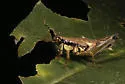 Graceful Grasshopper