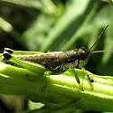 Graceful Grasshopper - photo 2