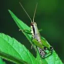 Graceful Grasshopper - photo 3