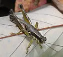 Graceful Grasshopper - photo 4
