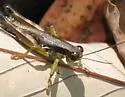 Graceful Grasshopper - photo 5