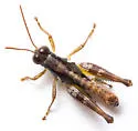 Gurney's Short-wing Grasshopper