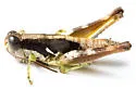 Gurney's Short-wing Grasshopper - photo 2
