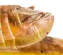 Gurney's Short-wing Grasshopper - photo 3