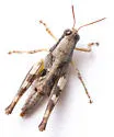 Gurney's Short-wing Grasshopper - photo 4