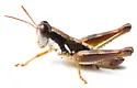Gurney's Short-wing Grasshopper - photo 5