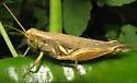 Arrowweed Grasshopper - photo 2