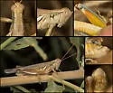 Arrowweed Grasshopper - photo 3