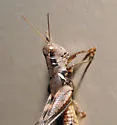 Melanoplus huporeus - photo 2