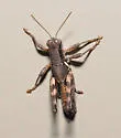 Melanoplus huporeus - photo 3
