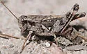 Huron Short-wing Grasshopper