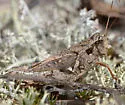 Huron Short-wing Grasshopper - photo 2
