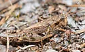 Huron Short-wing Grasshopper - photo 3