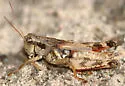 Huron Short-wing Grasshopper - photo 4