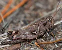 Huron Short-wing Grasshopper - photo 5