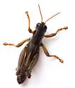 Melanoplus immunis - Melanoplus immunis