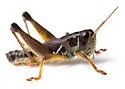 Melanoplus immunis - photo 2