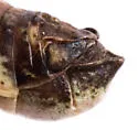 Melanoplus immunis - photo 3