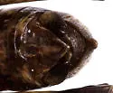 Melanoplus immunis - photo 4