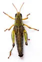 Melanoplus immunis - photo 5