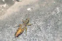 Inconspicuous Spur-throat Grasshopper