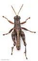 Spinecercus Short-wing Grasshopper