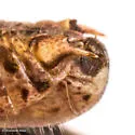 Spinecercus Short-wing Grasshopper - photo 2