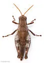 Spinecercus Short-wing Grasshopper - photo 4