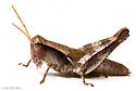 Spinecercus Short-wing Grasshopper - photo 5