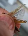 Little Spur-throat Grasshopper