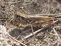 Little Spur-throat Grasshopper - photo 3