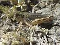Little Spur-throat Grasshopper - photo 4