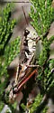 Island Short-wing Grasshopper
