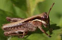 Island Short-wing Grasshopper - photo 2
