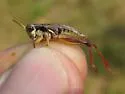Island Short-wing Grasshopper - photo 3