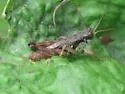 Island Short-wing Grasshopper - photo 4