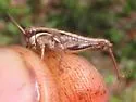 Island Short-wing Grasshopper - photo 5