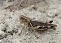 Keeler's Spur-throat Grasshopper
