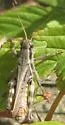 Keeler's Spur-throat Grasshopper - photo 2
