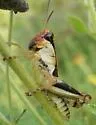Keeler's Spur-throat Grasshopper - photo 3