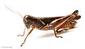 Keeler's Spur-throat Grasshopper - photo 4