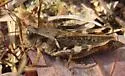 Keeler's Spur-throat Grasshopper - photo 5