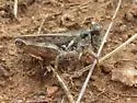 Kennicott's Spur-throat Grasshopper