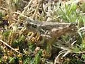 Kennicott's Spur-throat Grasshopper - photo 2
