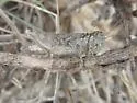 Kennicott's Spur-throat Grasshopper - photo 3