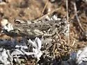 Kennicott's Spur-throat Grasshopper - photo 4